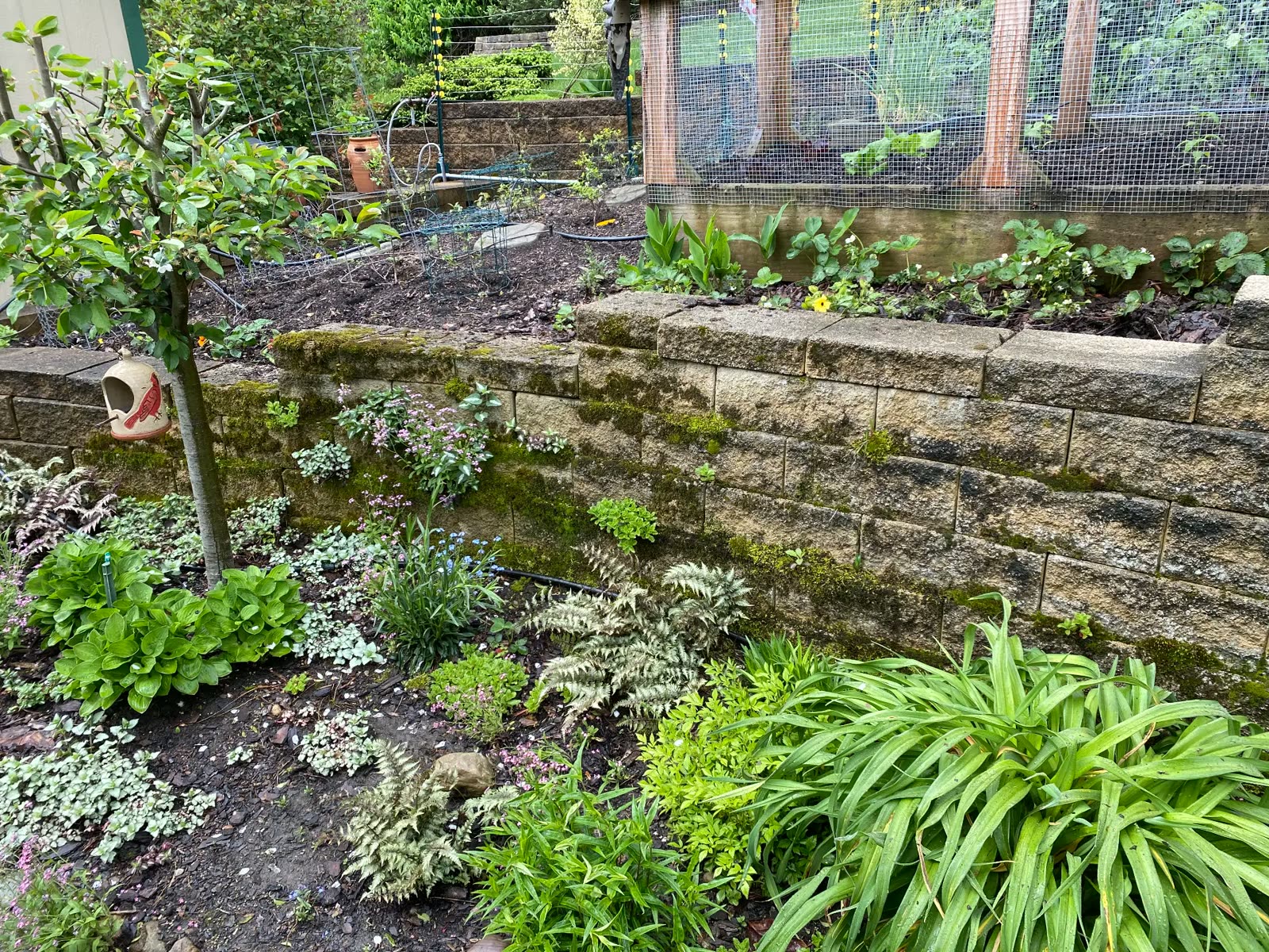 Stone retaining wall covered in moss before cleaning