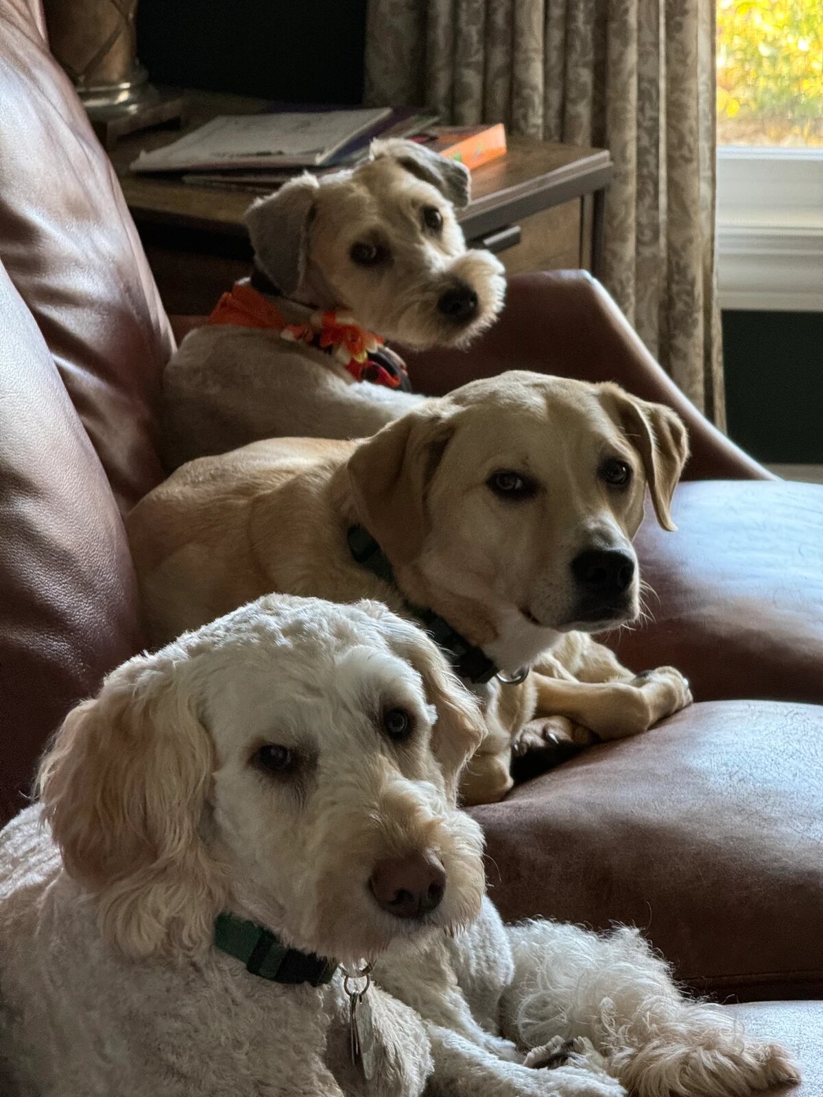 Ernie, Beau and Bailey, the Wilhelm family dogs, piled on a leather chair