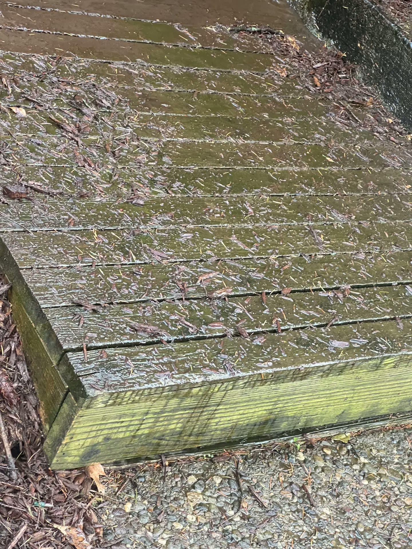 Wood deck boards green with algae before washing