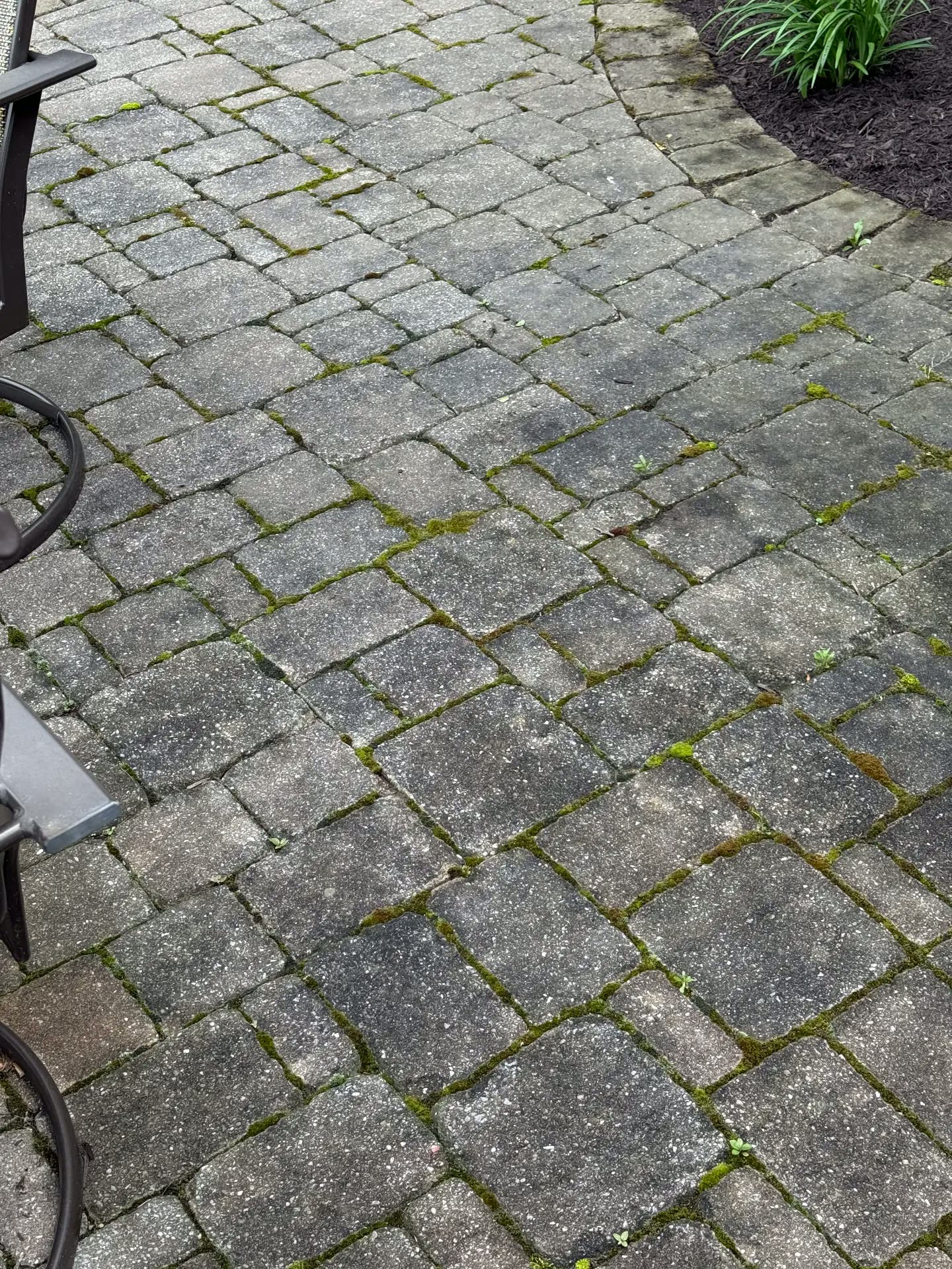 Close-up of mossy patio stones before cleaning